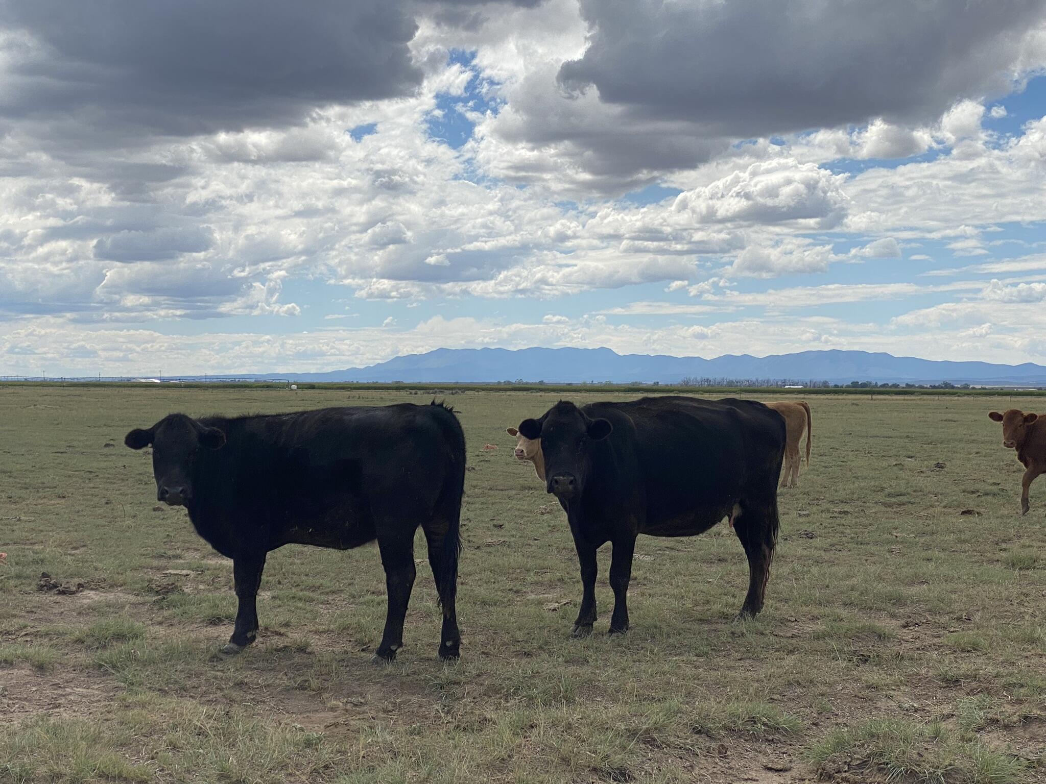 E Howell Road, Estancia, New Mexico image 8