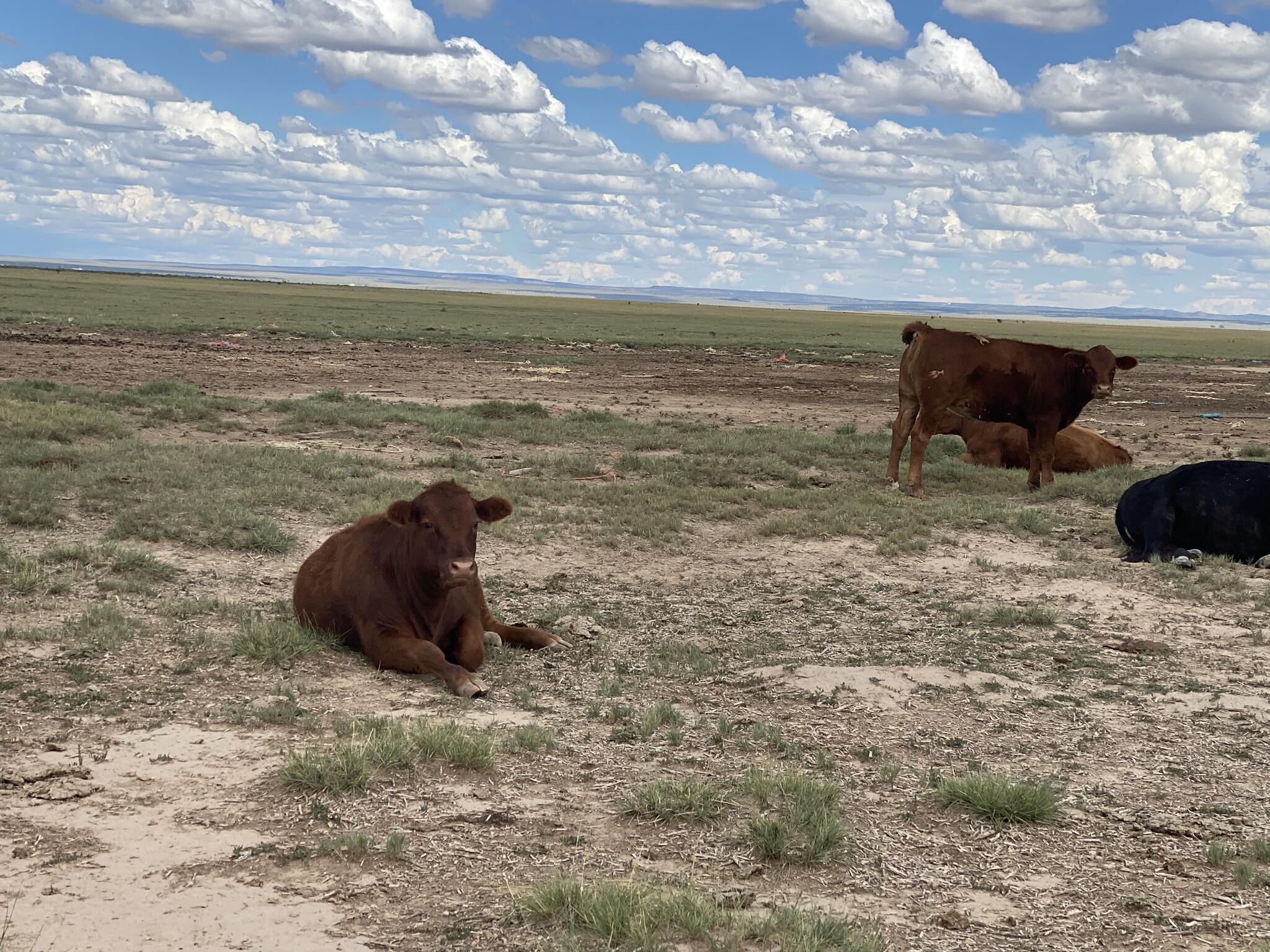 E Howell Road, Estancia, New Mexico image 4