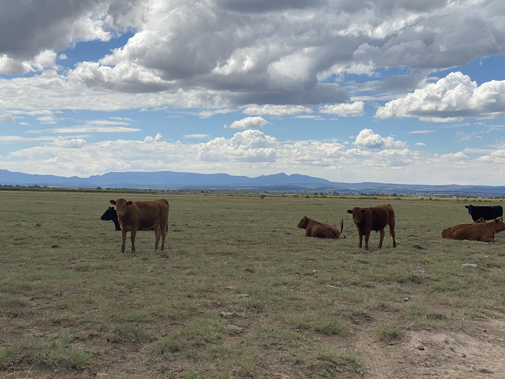 E Howell Road, Estancia, New Mexico image 6