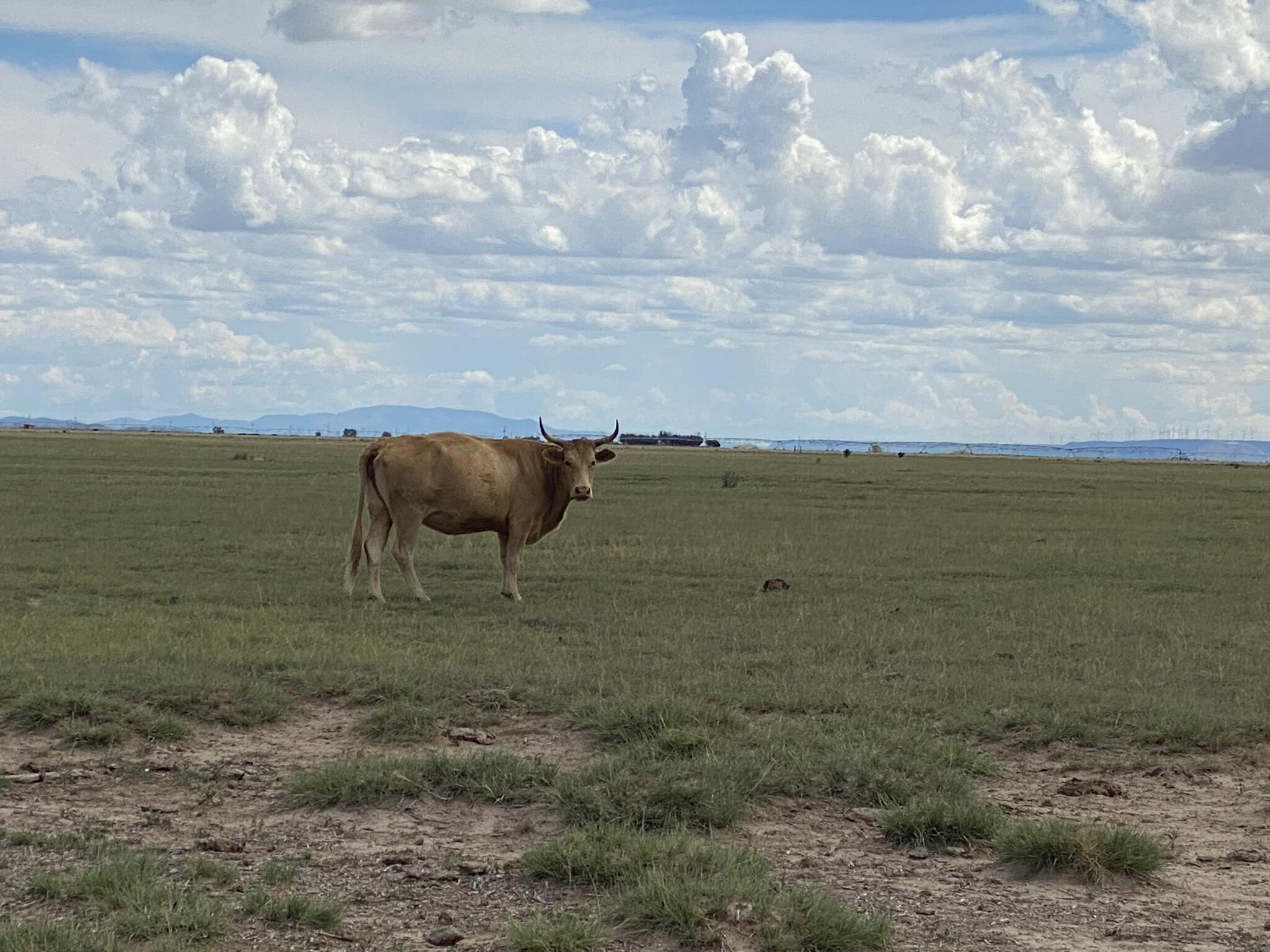 E Howell Road, Estancia, New Mexico image 10