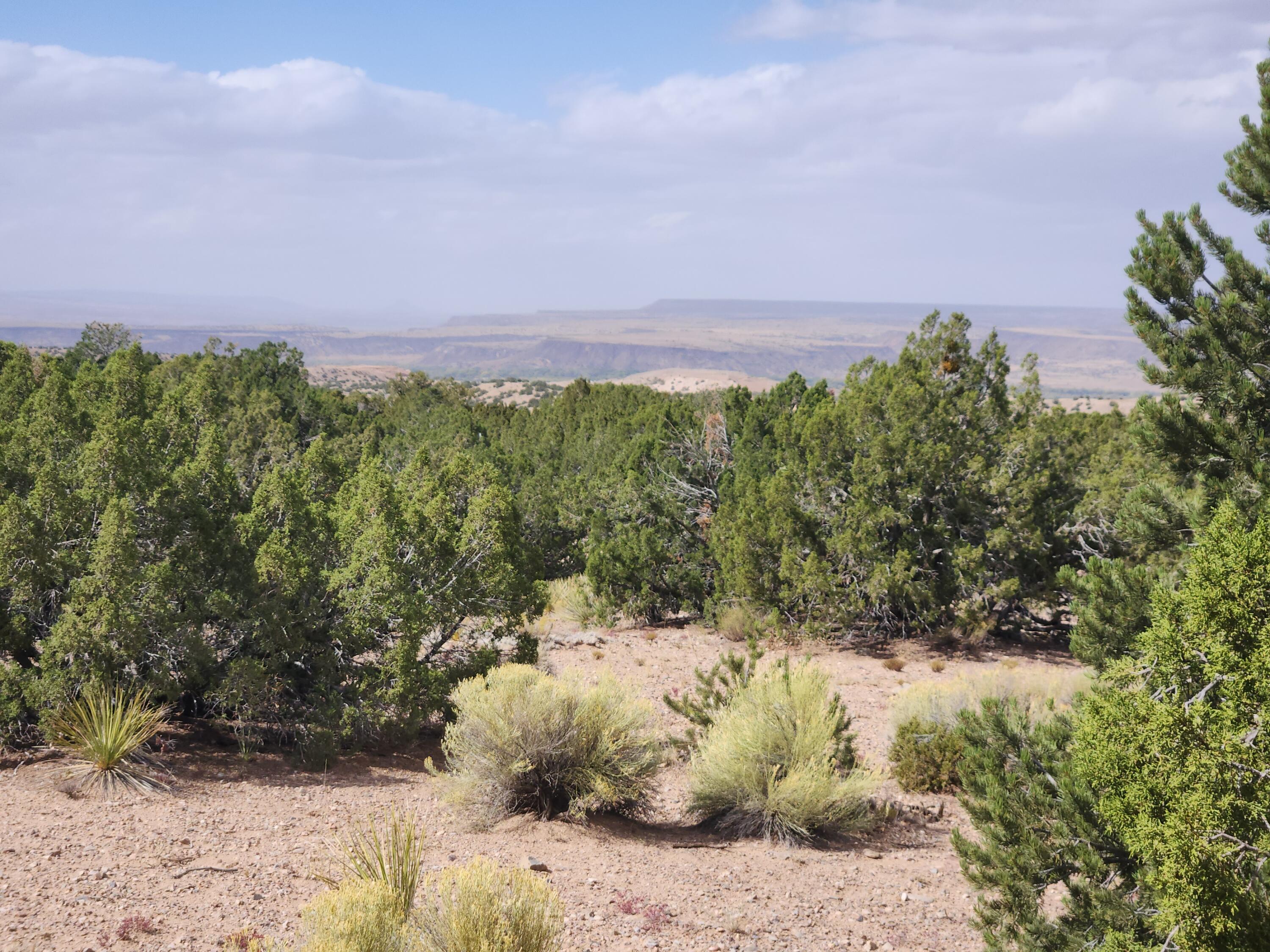 Palomar Road - Lot 16, Placitas, New Mexico image 4