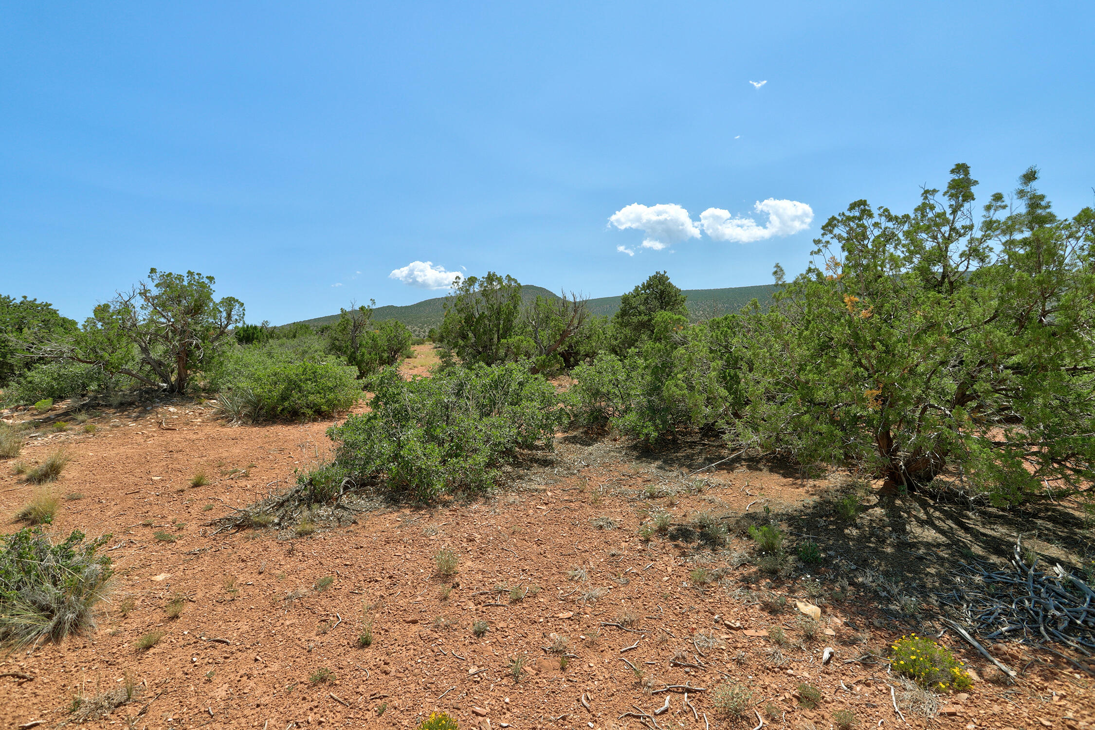 100 S. Wild Primrose Road, Placitas, New Mexico image 31