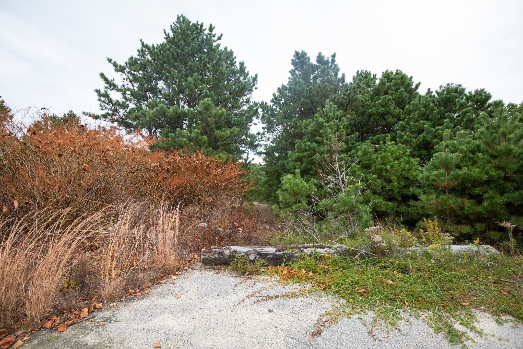 85 Seabiscuit Dr