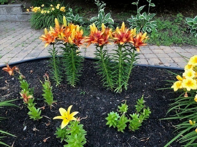 9 Myopia Rd, Stoneham, MA Photo #33