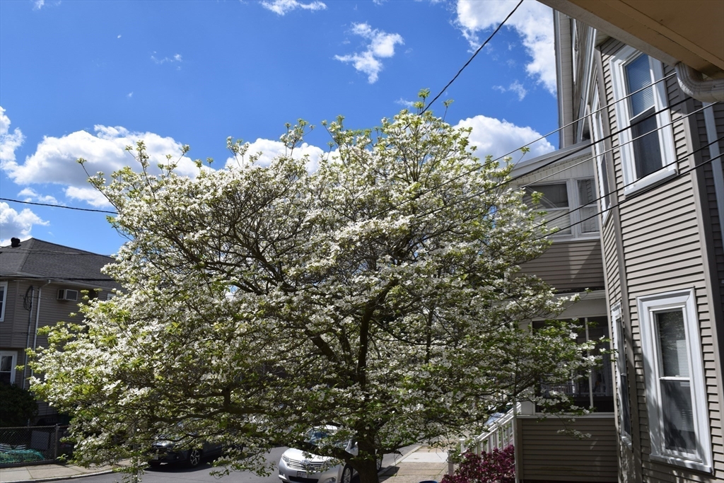 48-50 Metcalf Street, Medford, MA Photo #28