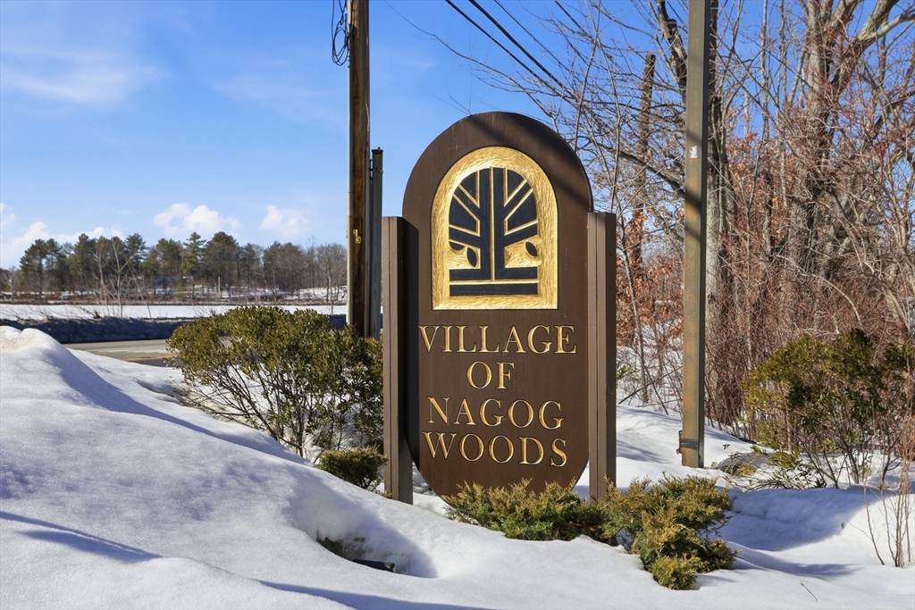 238 Brown Bear Crossing 238