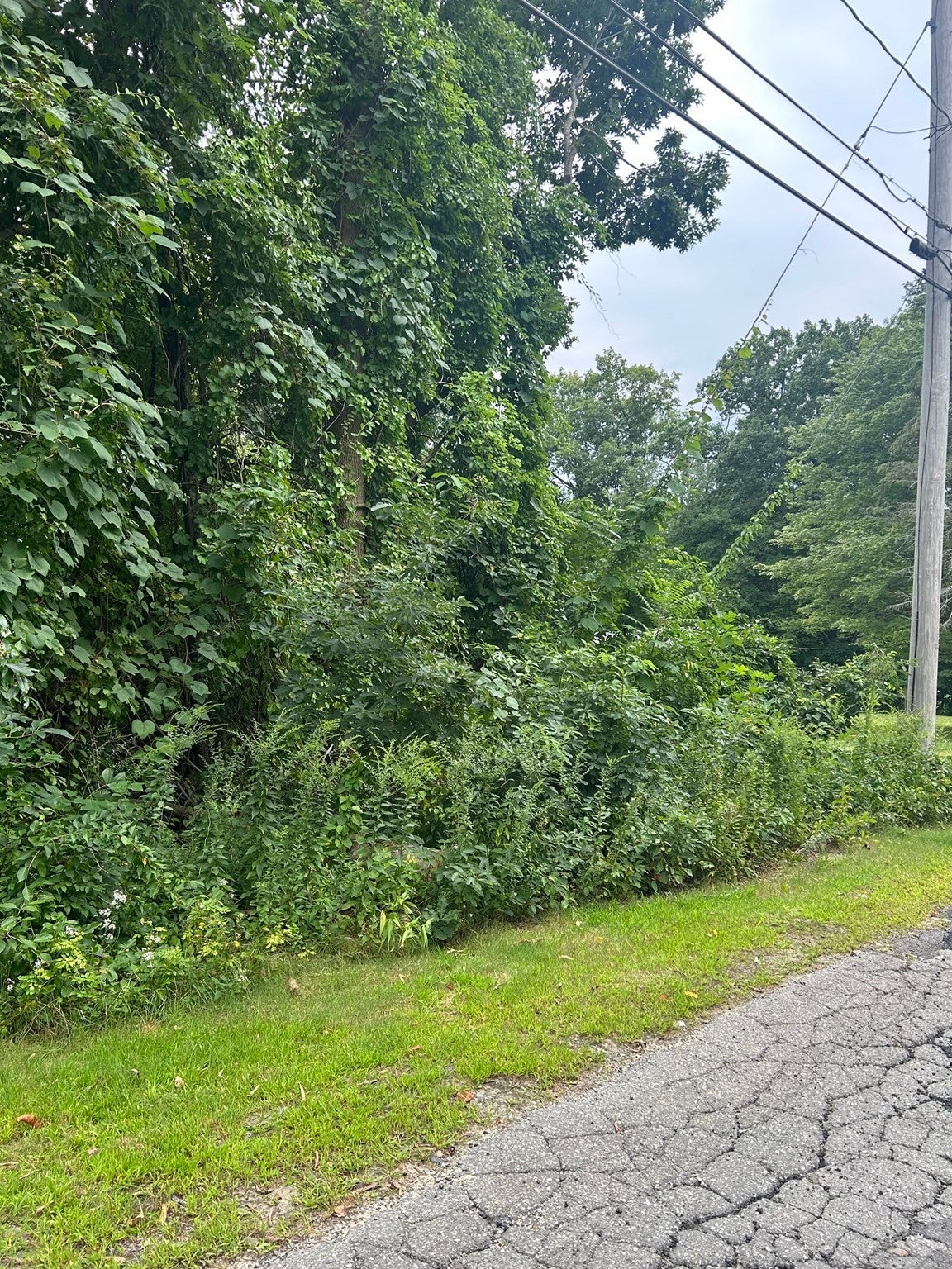 56 Birch Hill Rd