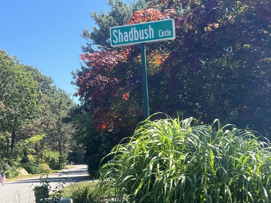 10 Shadbush