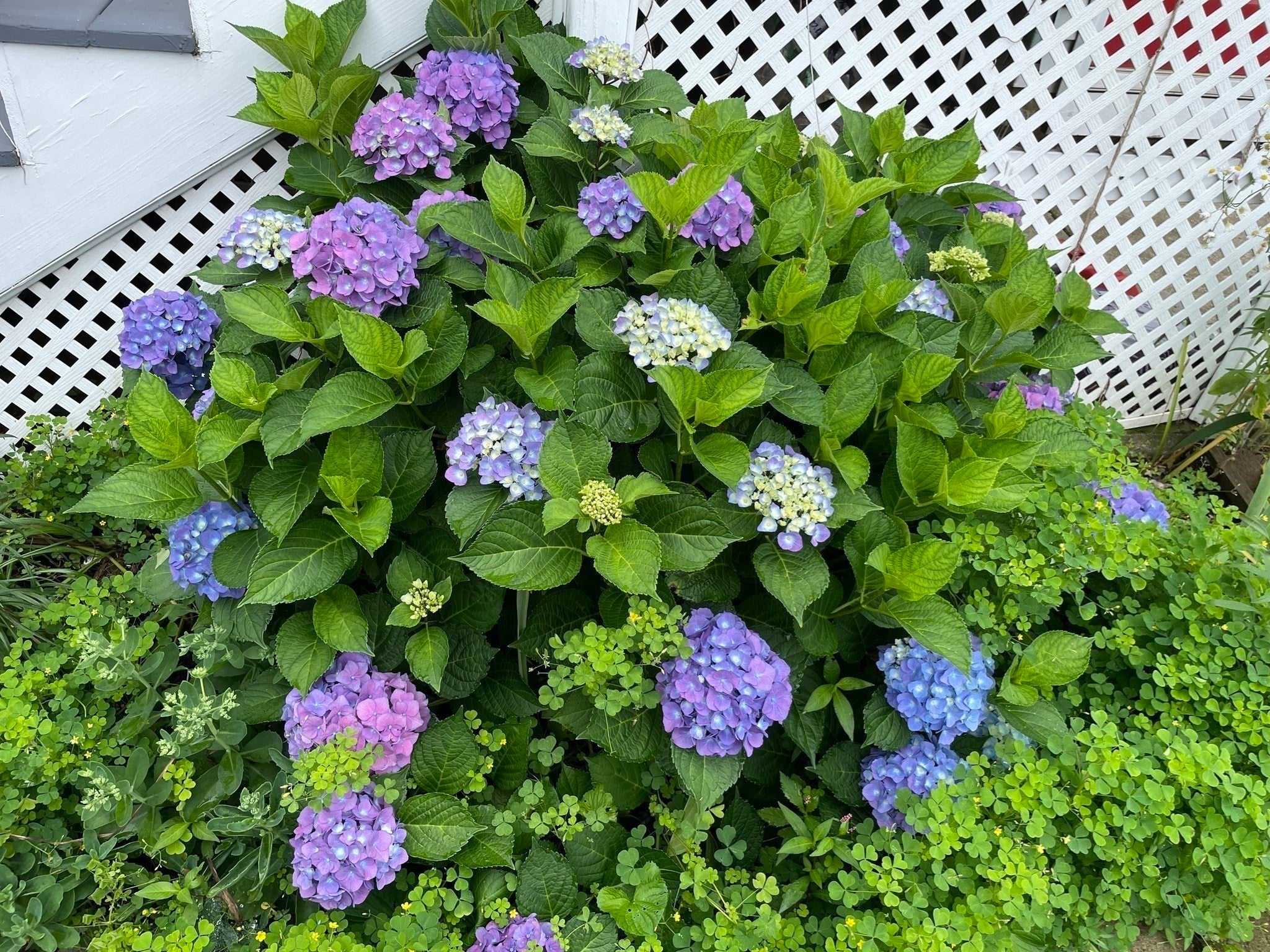 7 Fordham Street #2, Arlington, MA, 7 Fordham Street #2, Arlington, MA Photo #29