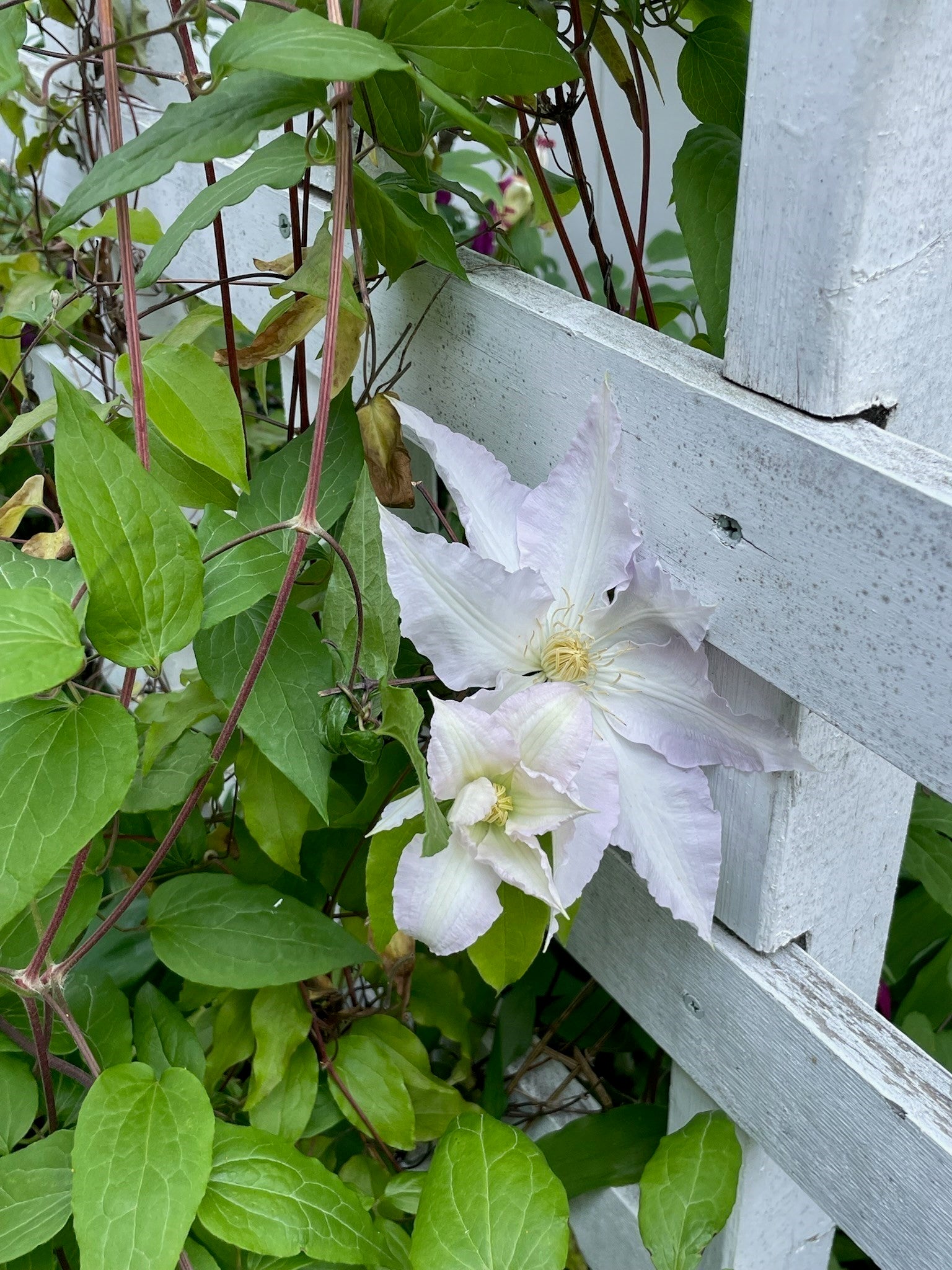 7 Fordham Street #2, Arlington, MA, 7 Fordham Street #2, Arlington, MA Photo #28