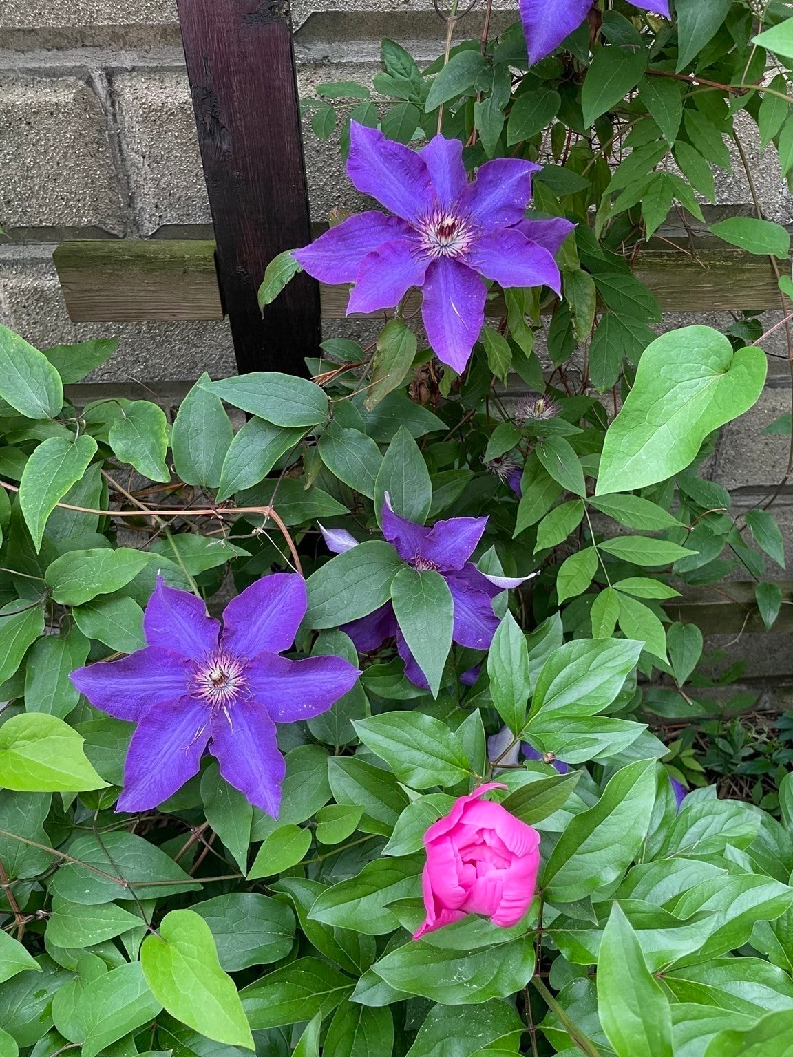 7 Fordham Street #2, Arlington, MA, 7 Fordham Street #2, Arlington, MA Photo #27