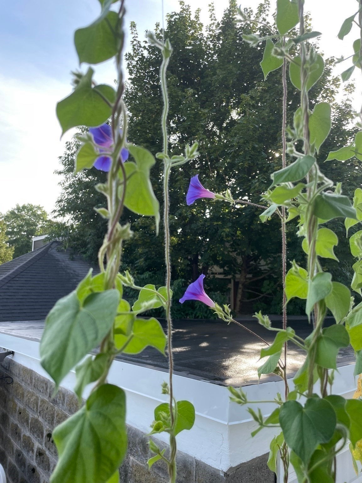 7 Fordham Street #2, Arlington, MA, 7 Fordham Street #2, Arlington, MA Photo #33