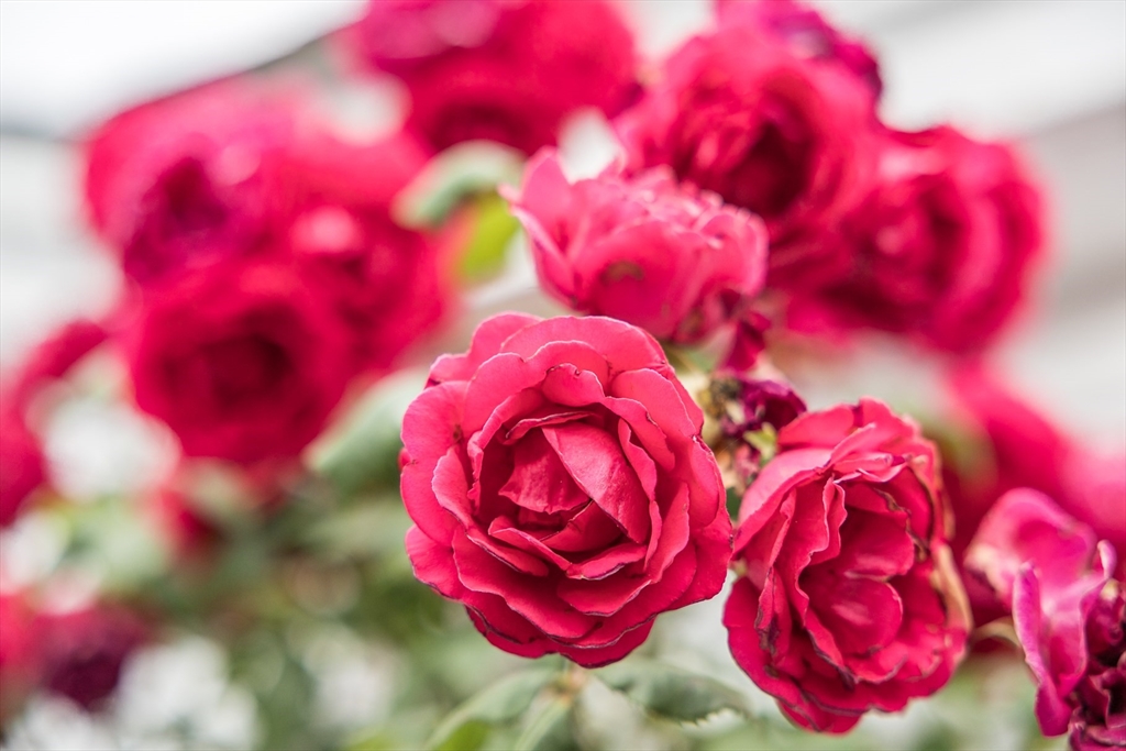 Orleans, Massachusetts 02653, United States, 7 Bedrooms Bedrooms, ,7 BathroomsBathrooms,Residential,Active,128183