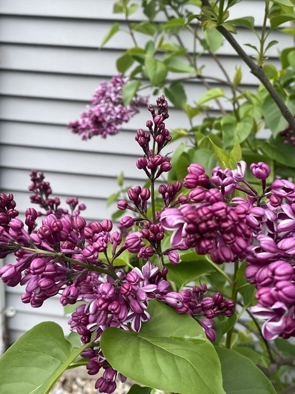 Holyoke, Massachusetts 01040, United States, 3 Bedrooms Bedrooms, ,2 BathroomsBathrooms,Residential,Contingent,104673