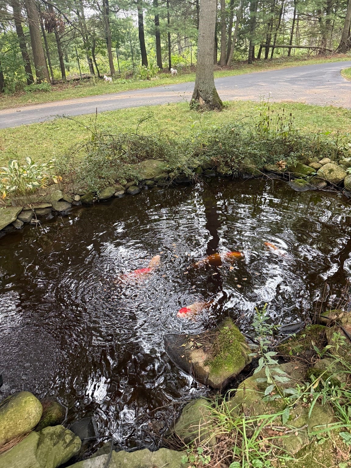 50 Ivy Cir, Bridgewater, MA Photo #40