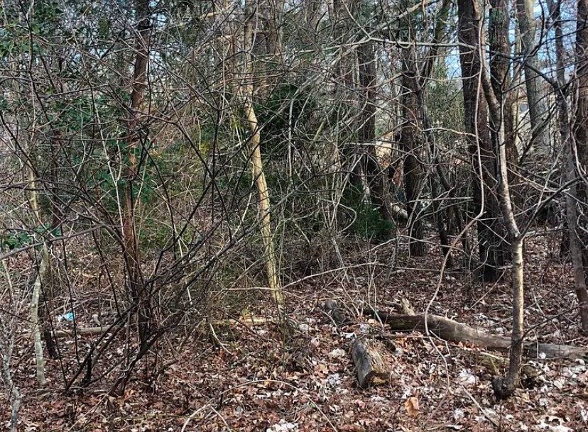 Listing image 6