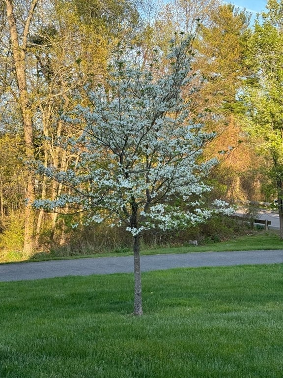 14 Orchard Ln, Abington, MA, 14 Orchard Ln, Abington, MA Photo #31