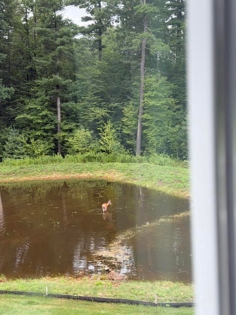 17 Silvergrass Ln, Southwick, MA Photo #9