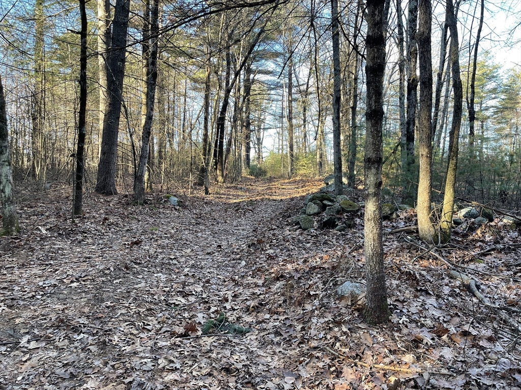 Lot 38 Michael Sears