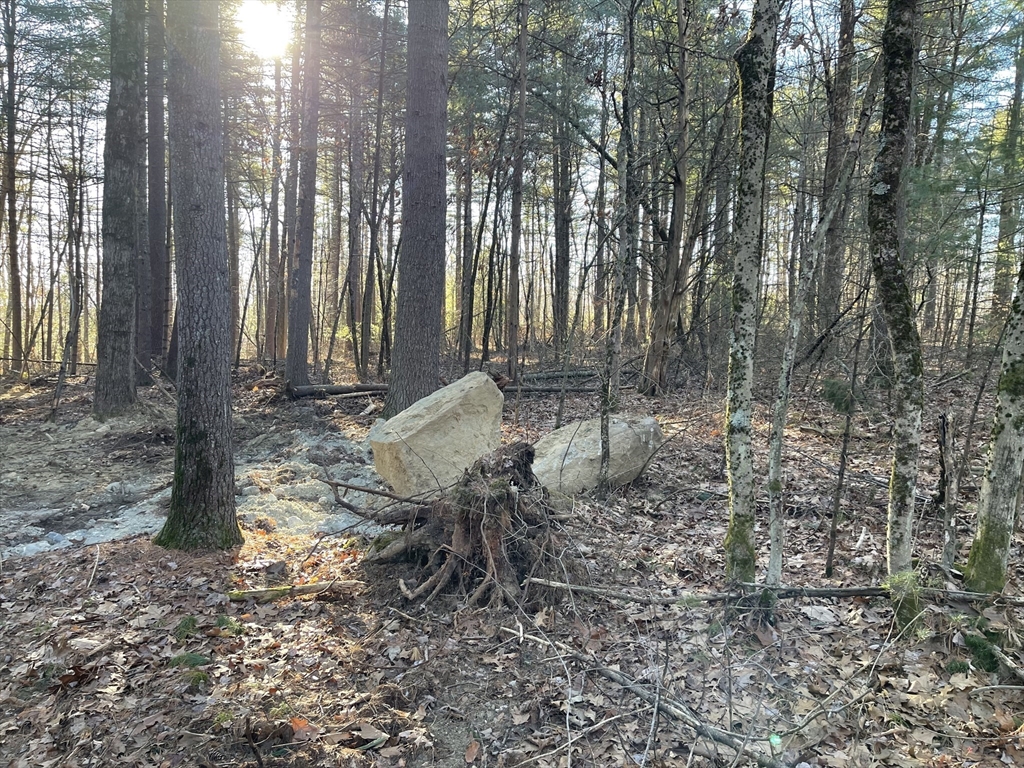 Lot 38 Michael Sears