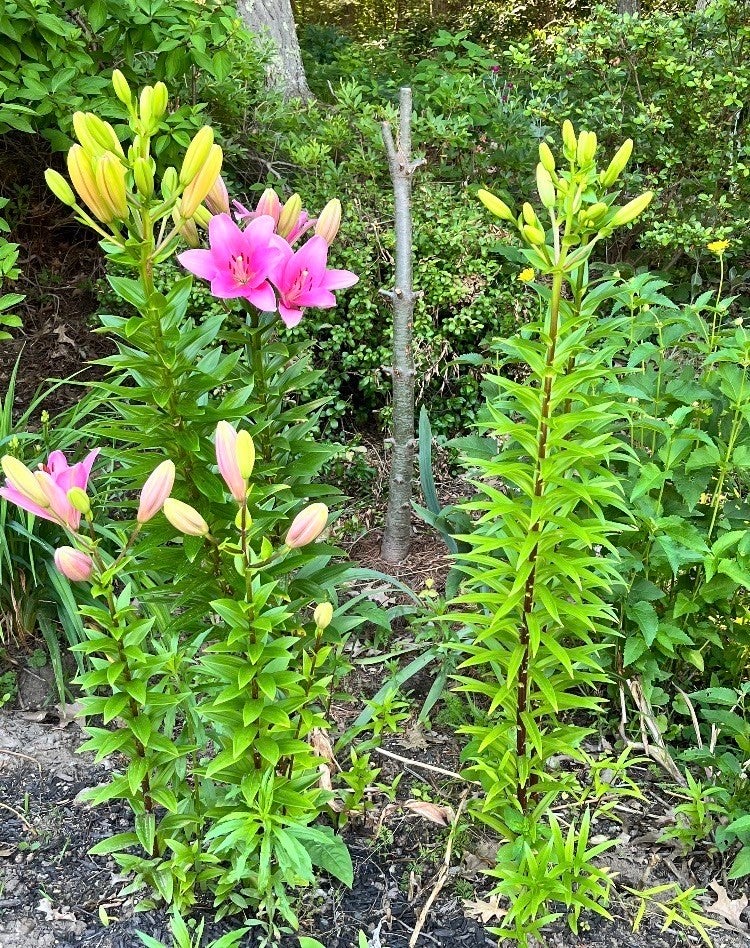 58 N. Wales Rd, Holland, MA Photo #21