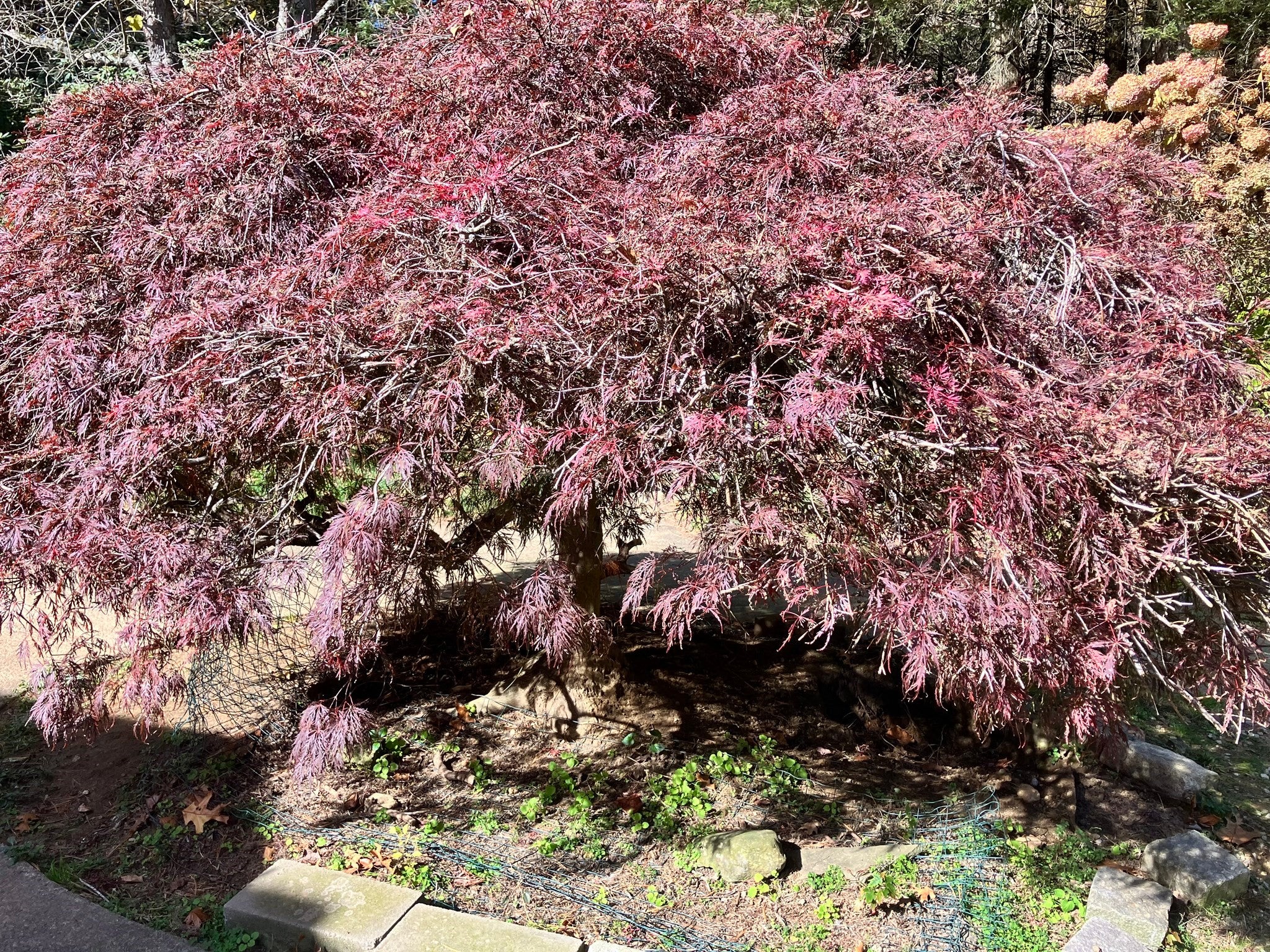 58 N. Wales Rd, Holland, MA Photo #22