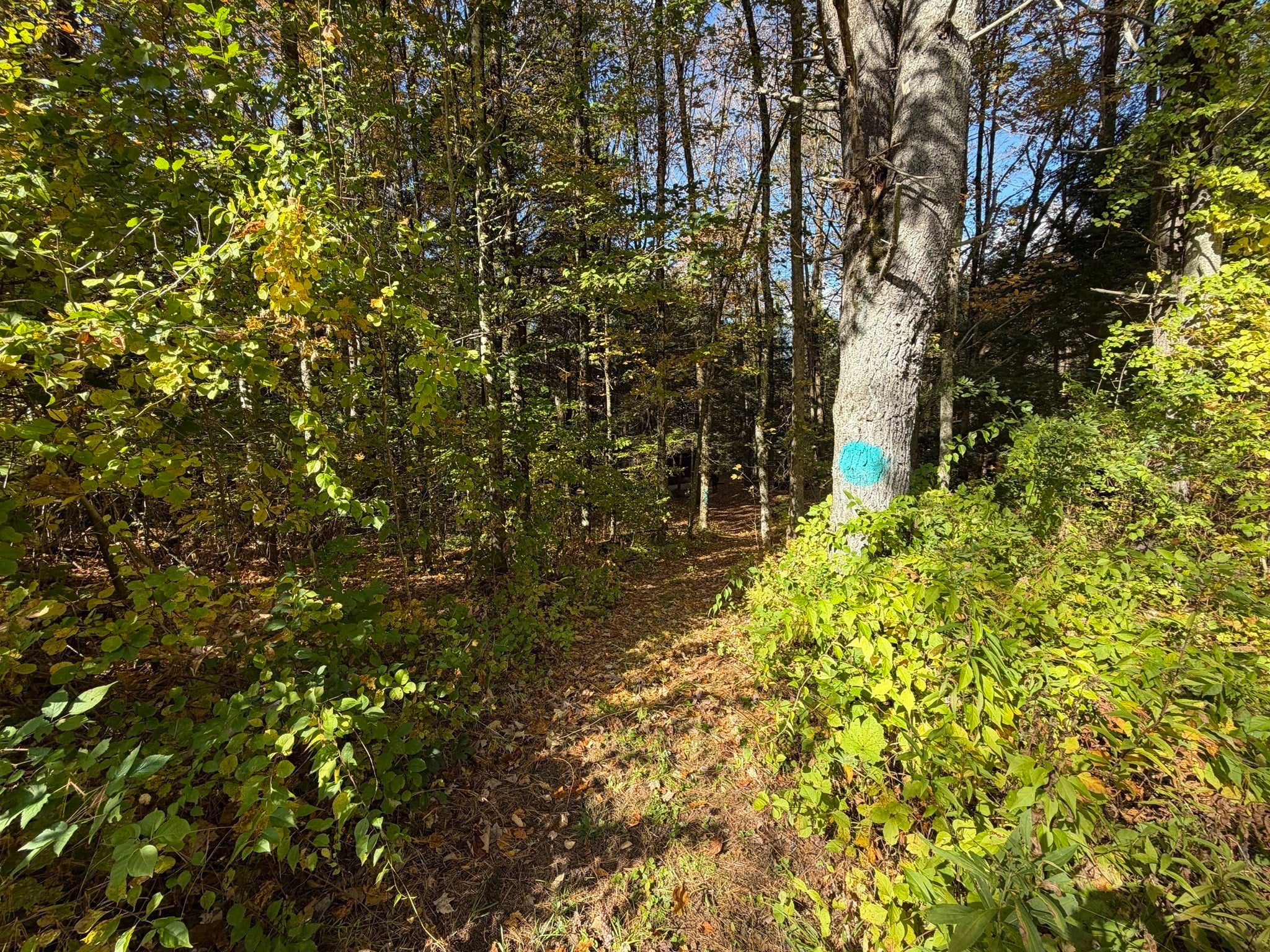 232 River Rd, Leyden, MA, 232 River Rd, Leyden, MA Photo #7