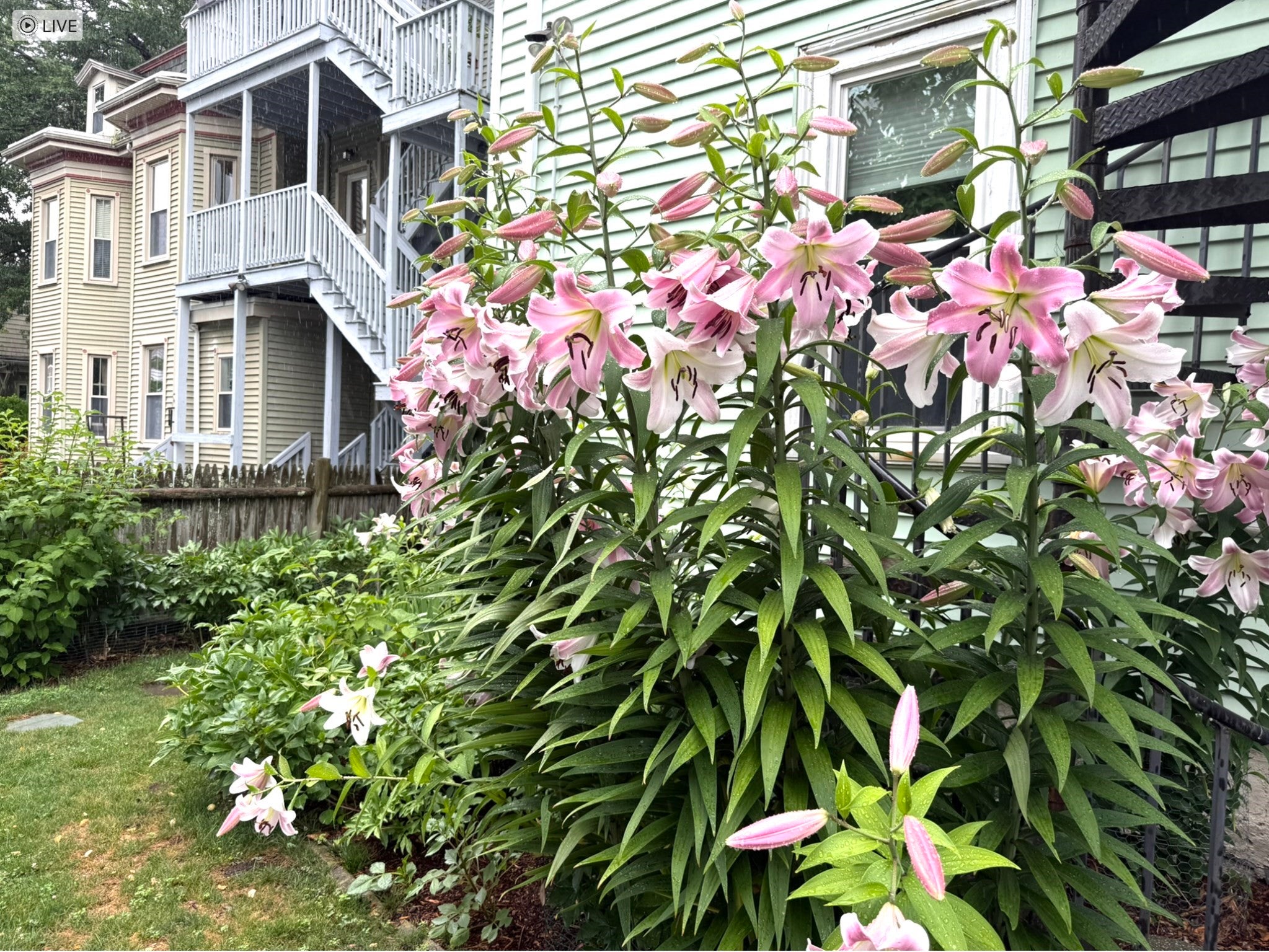 9 Peabody St #9, Newton, MA, 9 Peabody St #9, Newton, MA Photo #18