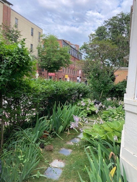 28 Mt. Auburn St #1, Cambridge, MA, 28 Mt. Auburn St #1, Cambridge, MA Photo #17