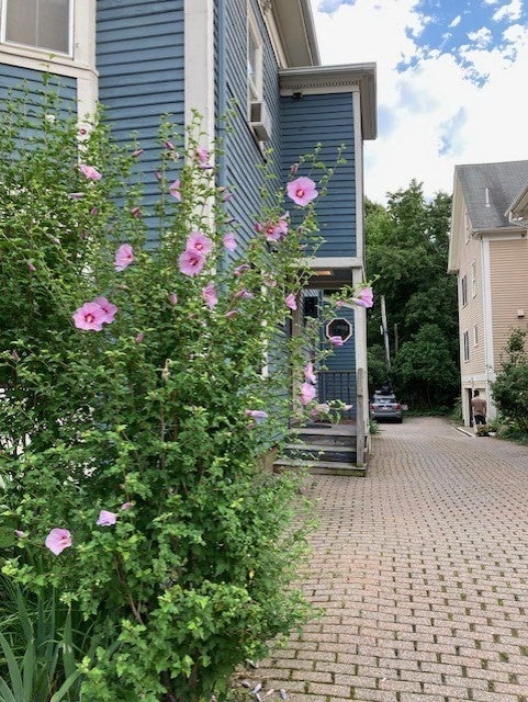 28 Mt. Auburn St #1, Cambridge, MA, 28 Mt. Auburn St #1, Cambridge, MA Photo #1
