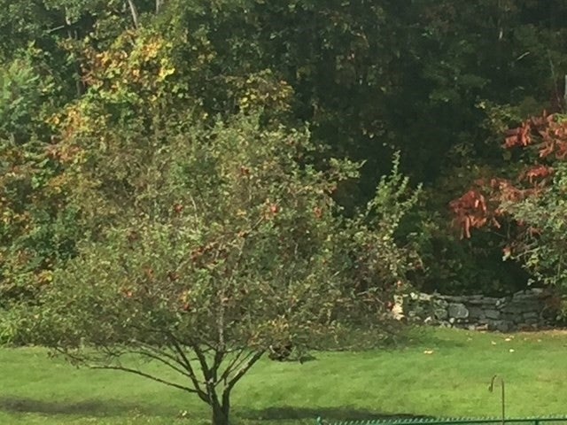 61 Arnold Rd, Pelham, MA, 61 Arnold Rd, Pelham, MA Photo #33
