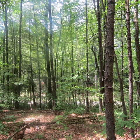 Photo of Lot 1 Pratt Corner Road, Leverett, MA 01054 (MLS # 73538362)