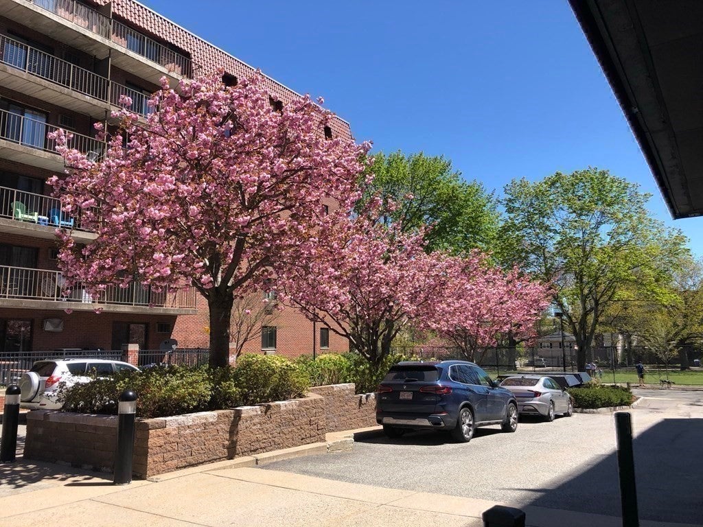 135 Pleasant St #307, Brookline, MA, 135 Pleasant St #307, Brookline, MA Photo #19