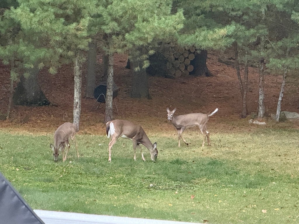 19 Snyder Rd, Medfield, MA Photo #41