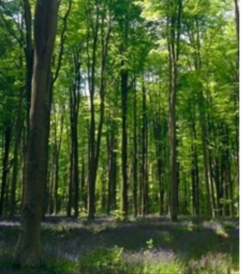 Lot 4 Winterberry Lane Easton MA 02356