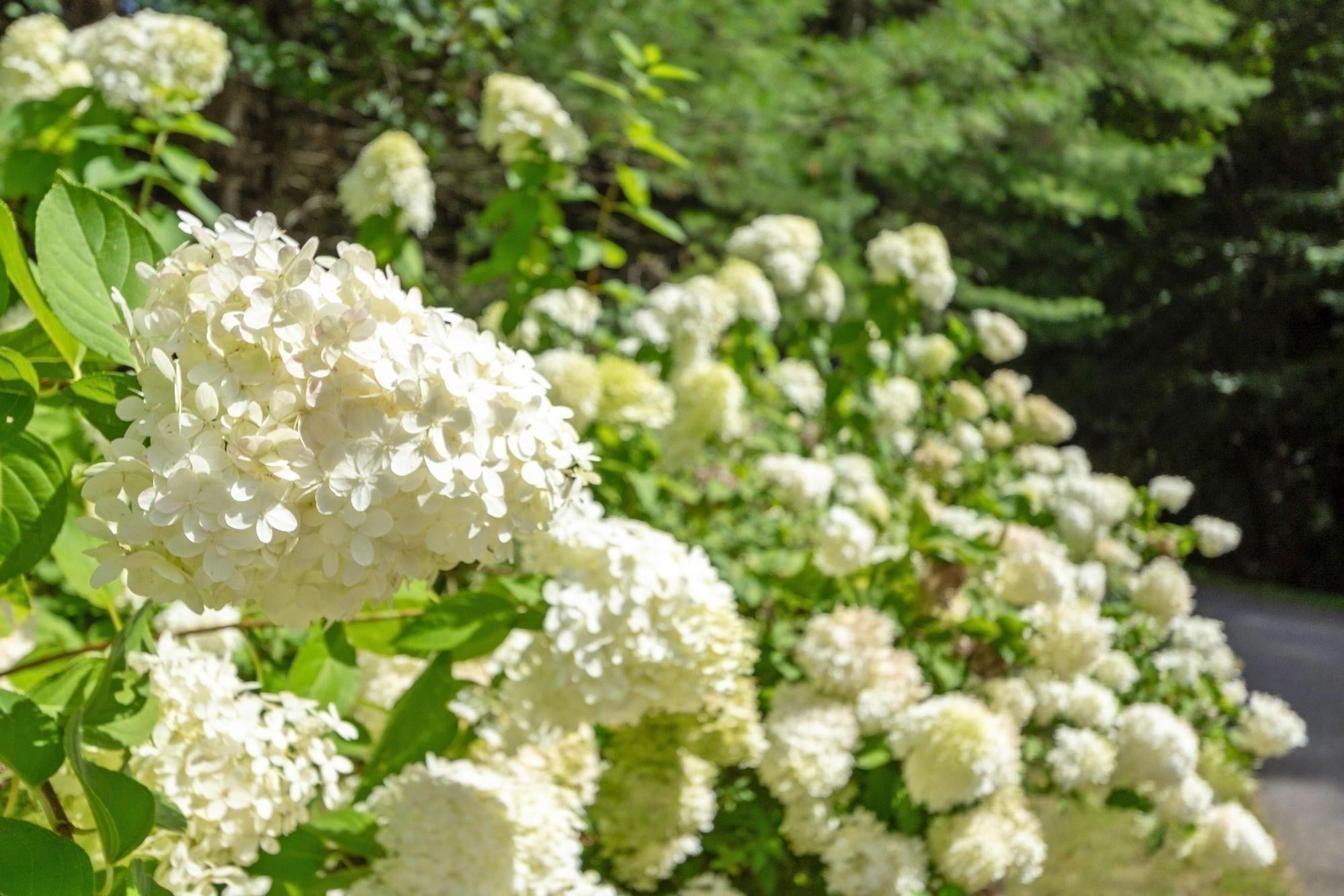 64 Tanglewood Way, Carlisle, MA Photo #40