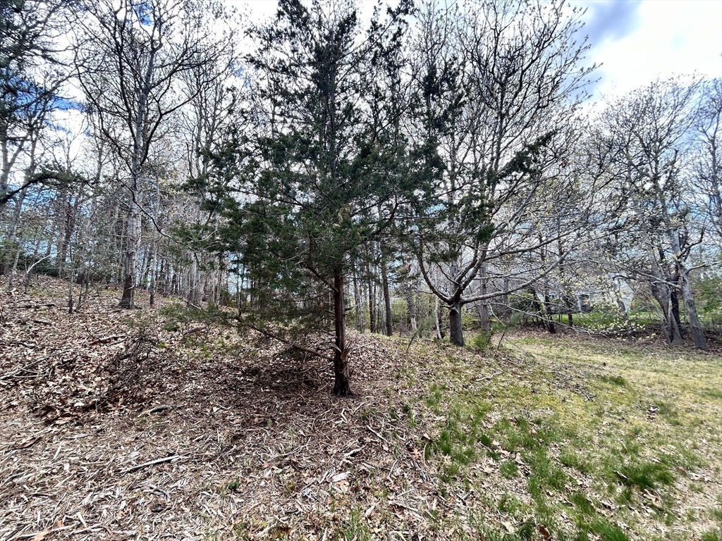 51 Forest Pines