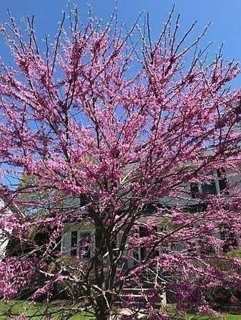 Wellesley, Massachusetts 02482, United States, 3 Bedrooms Bedrooms, ,2 BathroomsBathrooms,Residential,Active,154920