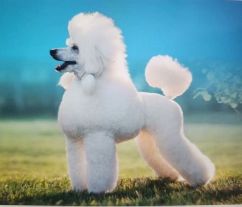 Photo of 0 Confidential Way, Lynnfield, NA (MLS # 73504602)