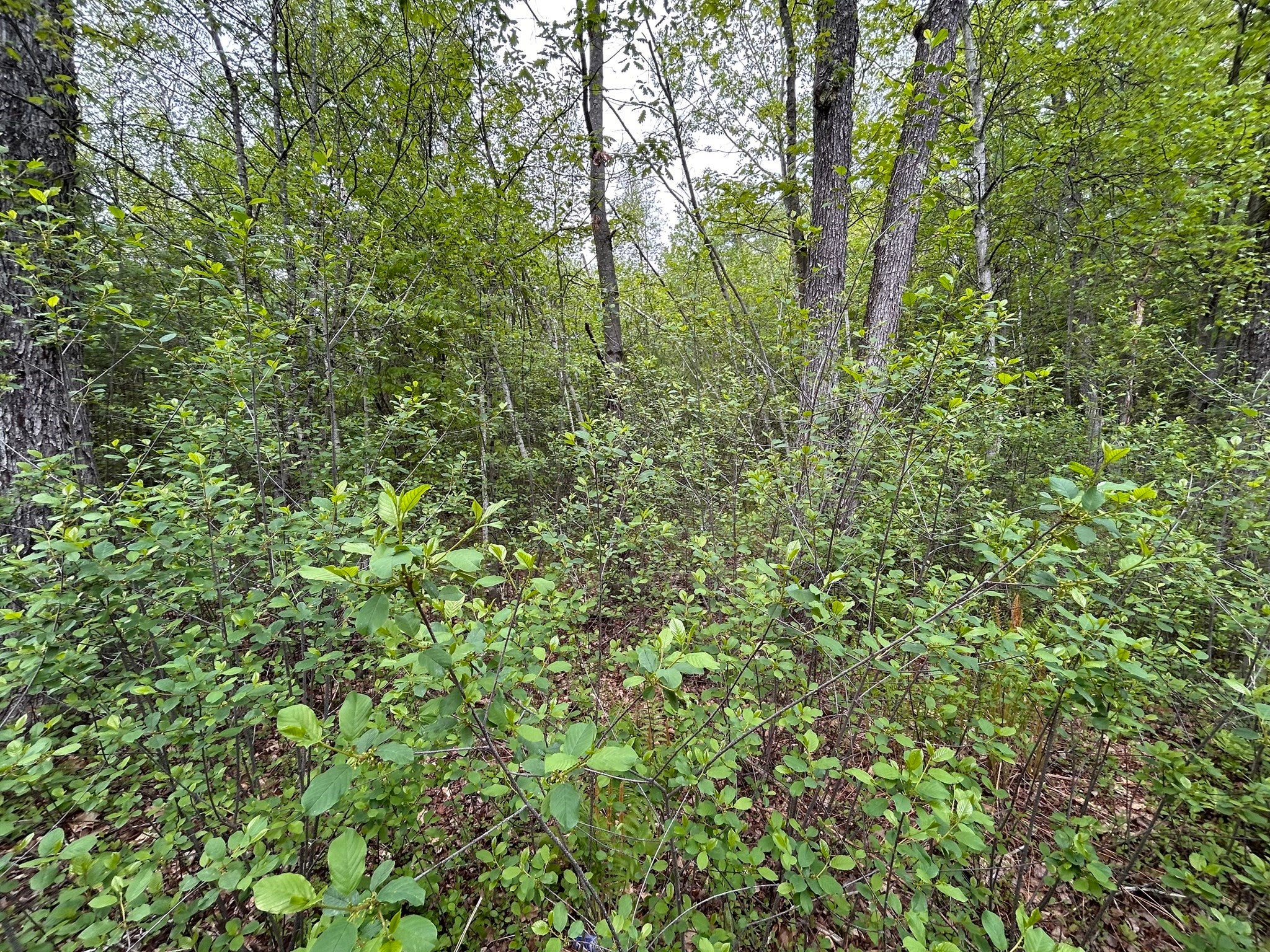 0 Lot 2 Stoddard Rd