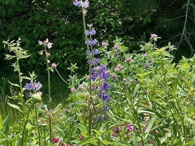 Marion, Massachusetts 02738, United States, 4 Bedrooms Bedrooms, ,2 BathroomsBathrooms,Residential,Active,240804