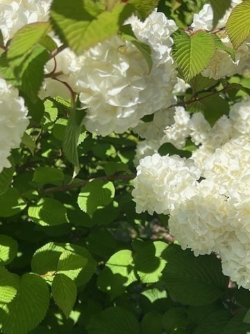 Marion, Massachusetts 02738, United States, 4 Bedrooms Bedrooms, ,2 BathroomsBathrooms,Residential,Active,240804