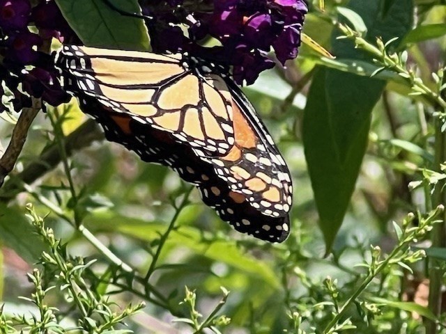 Marion, Massachusetts 02738, United States, 4 Bedrooms Bedrooms, ,2 BathroomsBathrooms,Residential,Active,240804