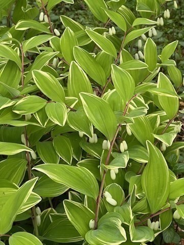 Marion, Massachusetts 02738, United States, 4 Bedrooms Bedrooms, ,2 BathroomsBathrooms,Residential,Active,240804