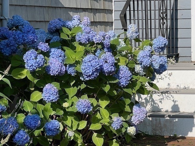 Marion, Massachusetts 02738, United States, 4 Bedrooms Bedrooms, ,2 BathroomsBathrooms,Residential,Active,240804