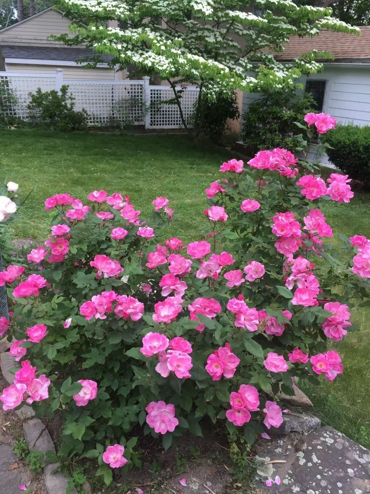 142 Jackson St, Newton, MA, 142 Jackson St, Newton, MA Photo #14