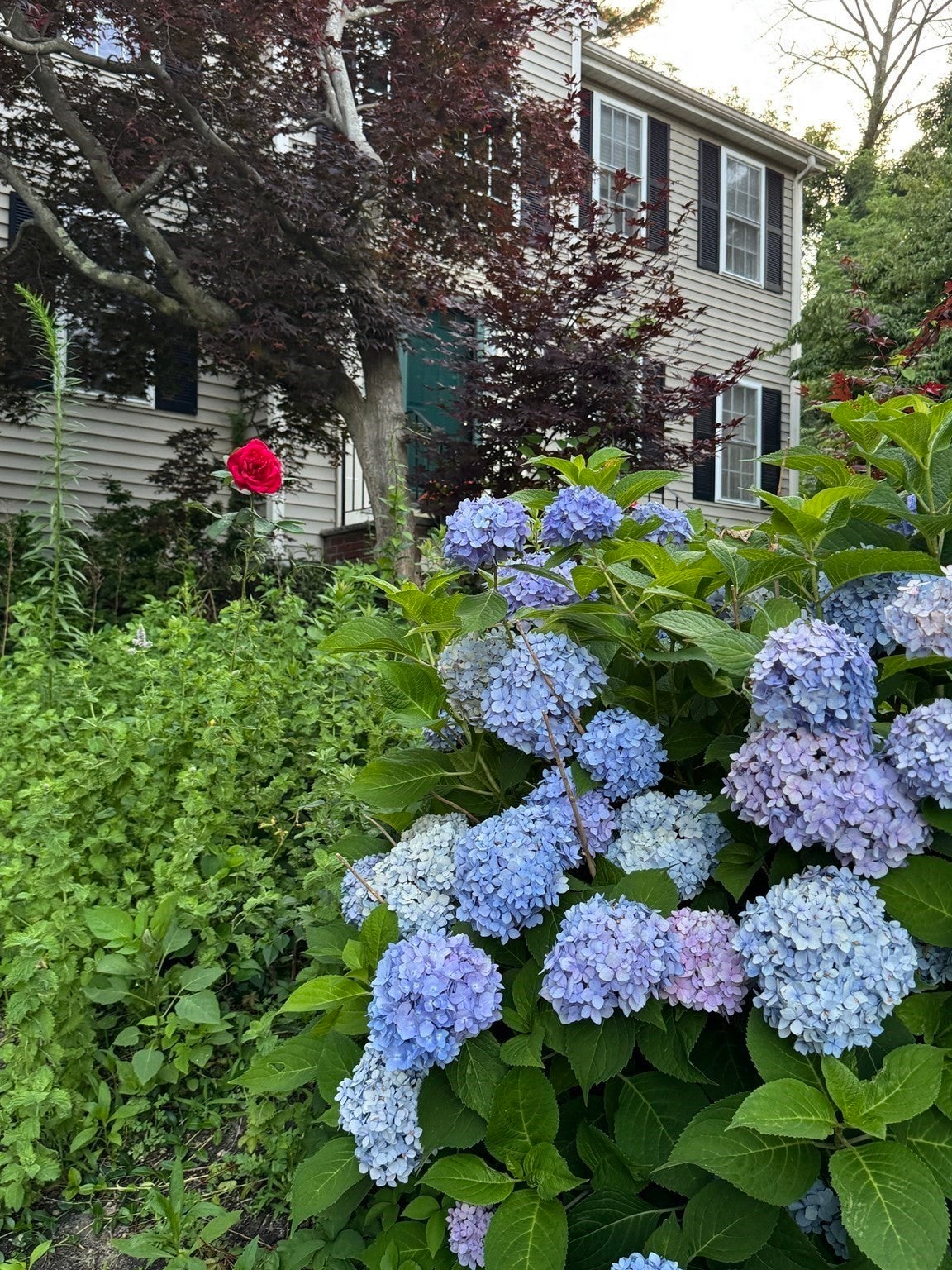 8 Taylor Way, Stoughton, MA, 8 Taylor Way, Stoughton, MA Photo #37