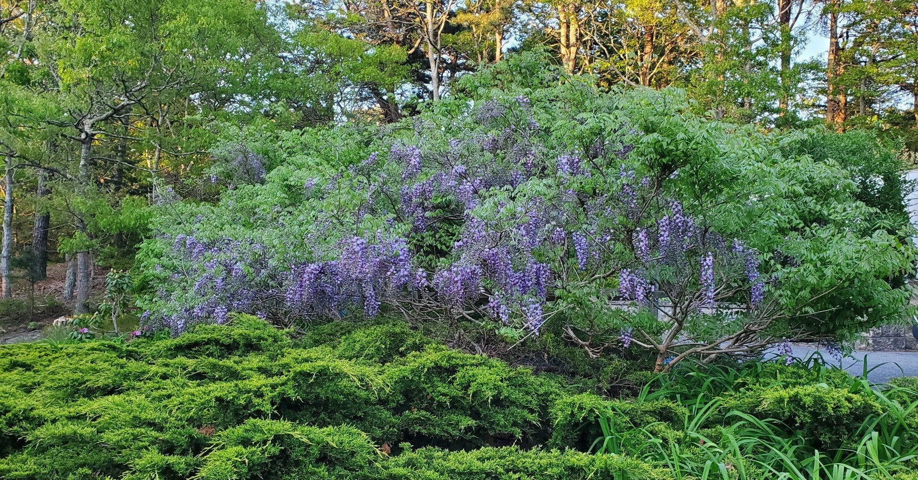 937 Harwich Rd, Brewster, MA Photo #31
