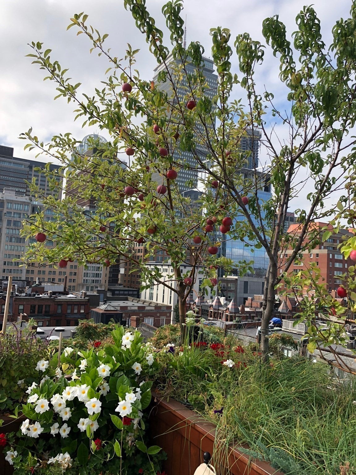 230 Commonwealth Ave, Boston, MA Photo #19