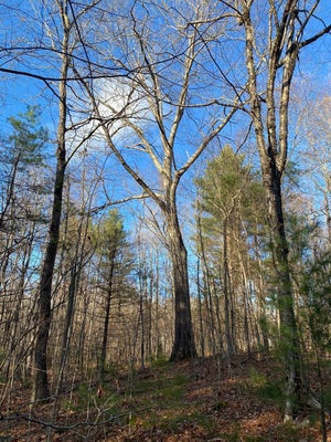 BRIMFIELD RD, MONSON, MA 01057 - Image a55eec5aa64229e66ef0a144aadfd6cd/2287582996